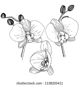 Orhid flower in a vector style isolated. Full name of the plant: orhid. Vector flower for background, texture, wrapper pattern, frame or border.