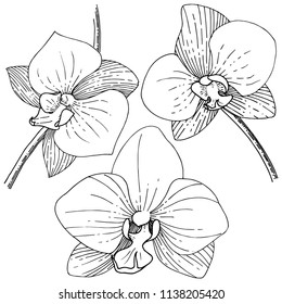 Orhid flower in a vector style isolated. Full name of the plant: orhid. Vector flower for background, texture, wrapper pattern, frame or border.