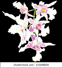 Orhid Flowers on black background.