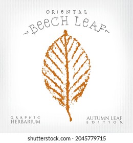 Oriental Beech Leaf Vintage Print Style Illustration with Authentic Logo Lettering from Autumn Leaf Edition of Graphic Herbarium - Black and Rusty on Grunge Background - Vector Stamp Graphic Design