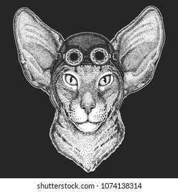 Oriental cat with big ears Hand drawn image for tattoo, emblem, badge, logo, patch Cool animal wearing aviator, motorcycle, biker helmet.