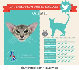 Oriental cat breed vector infographics. This cat breed from United Kingdom
