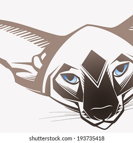  Oriental cat, Close-up portrait
