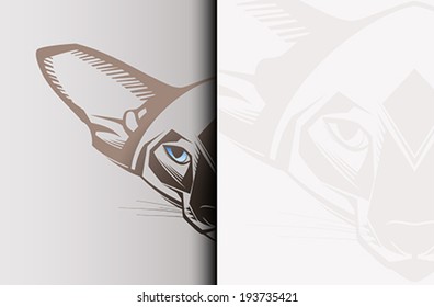  Oriental cat, Close-up portrait