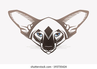  Oriental cat, Close-up portrait