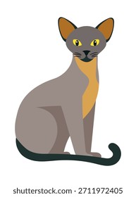 Gato oriental. Ilustração de clipart de vetor plano com plano de fundo isolado.