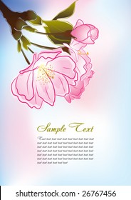 The Oriental cherry blossoms