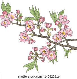 Oriental cherry branch with flowers
