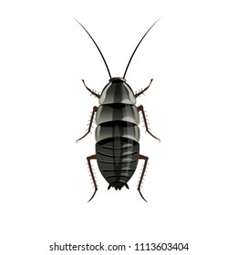 Oriental cockroach image. Vector illustration isolated on white background