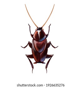 Oriental cockroach, macro of insects. Pest control. Vector illustration in cartoon style, isolated on white