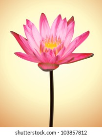 Oriental Flower Lotus. Vector Exotic Plant