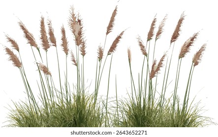 Oriental fountain grass, Pennisetum orientale set, ornamental foliage, botanical clipart, garden landscape element, isolated, vector illustration, eco gardening décor concept.