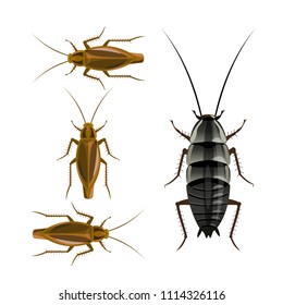 Oriental And German Cockroaches. Vector Illustration Isolated On White Background