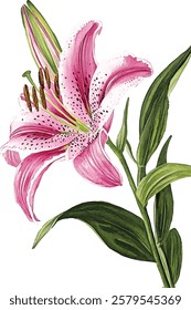 Oriental hybrid lilies. Pink lily flowers, leaves and buds. Watercolor vector illustrations set.