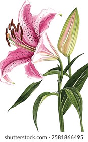 Oriental hybrid lilies. Pink lily flowers, leaves and buds. Watercolor vector illustrations set.