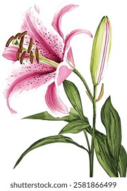 Oriental hybrid lilies. Pink lily flowers, leaves and buds. Watercolor vector illustrations set.