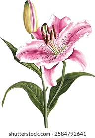 Oriental hybrid lilies. Pink lily flowers, leaves and buds. Watercolor vector illustrations set.
