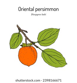 Oriental or Japanese persimmon (Diospyros kaki), edible and medicinal plant. Hand drawn botanical vector illustration