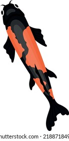 Oriental koi fish. Black orange carp top view