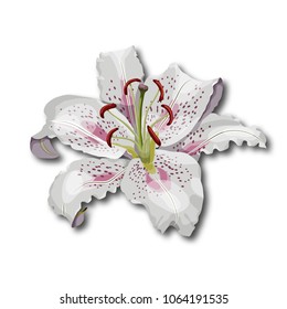 Oriental Lily flower isolated on white background. Cartoon style vector illustration.