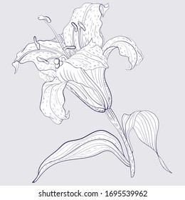 Oriental Lily flower, line art style illustration