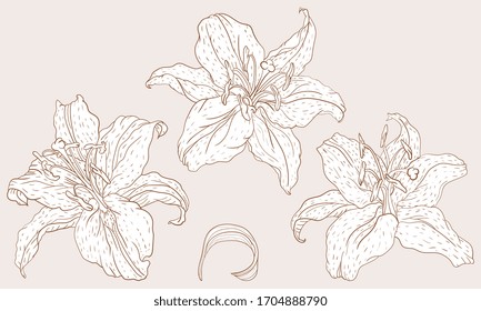 Oriental Lily three flowers in the vintage line art style