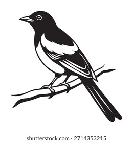 Oriental magpie robin on a tree branch silhouette