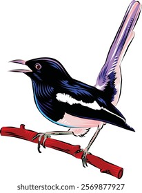 Oriental magpie-robin Vector Illustration. Doyel Bird Vector Illustration. Bangladeshi Bird. Black white bird.