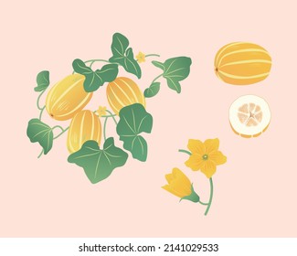 oriental melon fruit, stem, leaf vector illustration