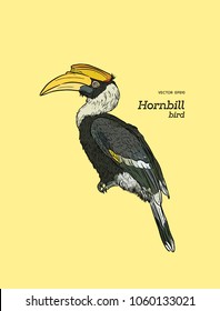 Oriental Pied Hornbill, hand draw sketch vector.