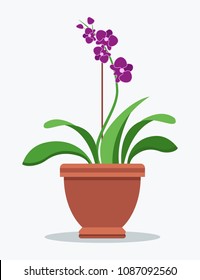 Oriental purple orchid indoor plant in clay pot. House flowerpot with beautiful blossom on long thin stem. Chinese flower isolated vector illustration