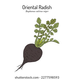 Oriental Radish (Raphanus sativus niger), edible and medicinal plant. Hand drawn botanical vector illustration