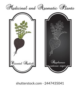 Oriental Radish (Raphanus sativus niger), edible and medicinal plant. Hand drawn botanical vector illustration