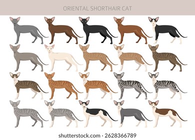 Oriental Shorthair Cat clipart. All coat colors set.  All cat breeds characteristics infographic. Vector illustration