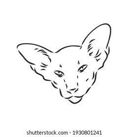 Oriental Shorthair cat. Hand drawn style print. Vector illustration.