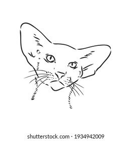 Oriental Shorthair cat. Hand drawn style print. Vector illustration.