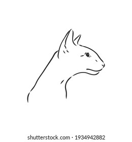 Oriental Shorthair cat. Hand drawn style print. Vector illustration.