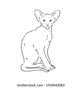 Oriental Shorthair cat. Hand drawn style print. Vector illustration.
