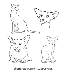 Oriental Shorthair cat. Hand drawn style print. Vector illustration.