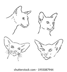 Oriental Shorthair cat. Hand drawn style print. Vector illustration.