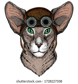 Oriental shorthair cat head. Portrait of animal. Aviator flying leather helmet with googles.