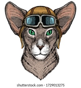 Oriental shorthair cat head. Portrait of animal. Vintage aviator helmet with googles.