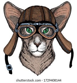 Oriental shorthair cat head. Portrait of animal. Motorcycle helmet.