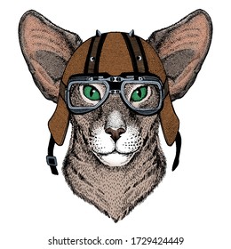 Oriental shorthair cat head. Portrait of animal. Motorcycle helmet.