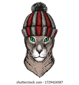 Oriental shorthair cat head. Portrait of animal. Knitted wool winter hat.