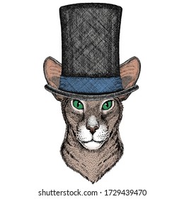 Oriental shorthair cat head. Portrait of animal. Cylinder hat.