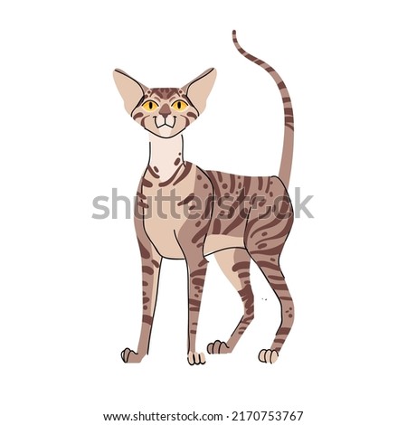 Oriental shorthair cat vector isolated on white background. Vector pet character flat illustration