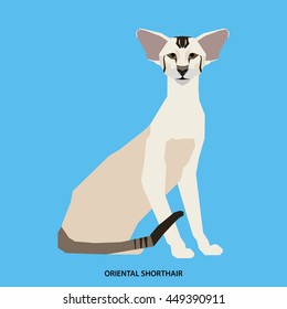 Oriental shorthair, Isolated cat breed, Vector illustration