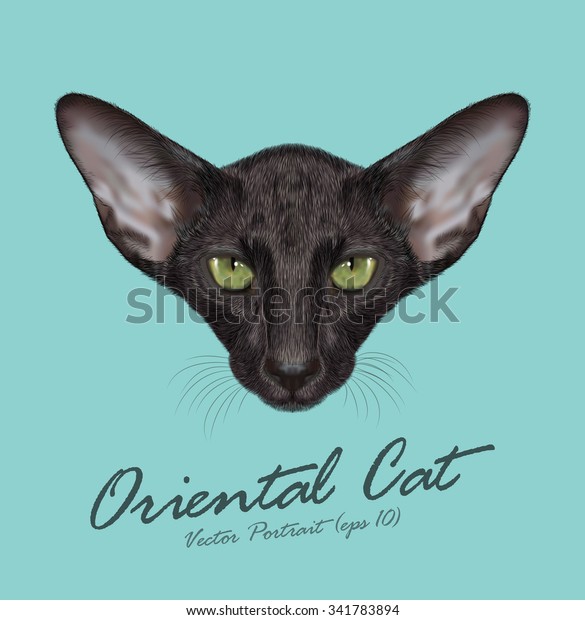 Oriental Shorthair Purebred Cat Animal Cute Stock Vector Royalty