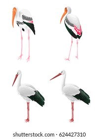 Oriental stork and Indian Painted stork isolated on white. long-necked wading birds.
